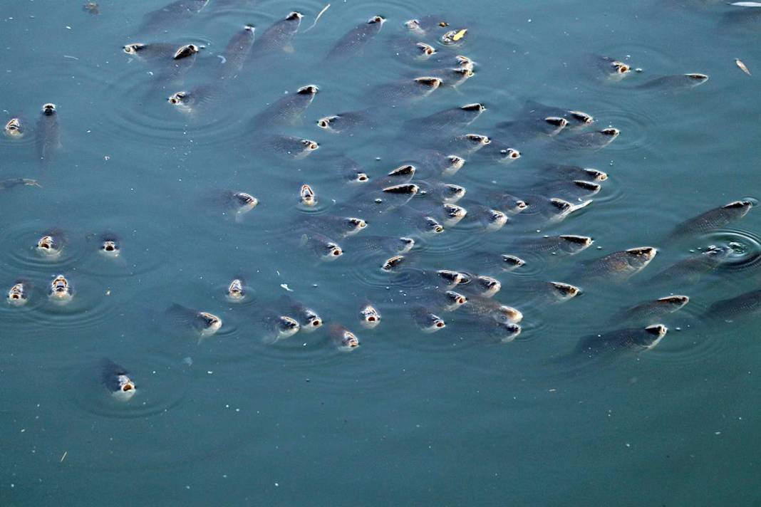 O kentte korkutan manzara: Ekipler apar topar inceleme başlattı! Yağmur suyu kanalları bile inceleniyor 8